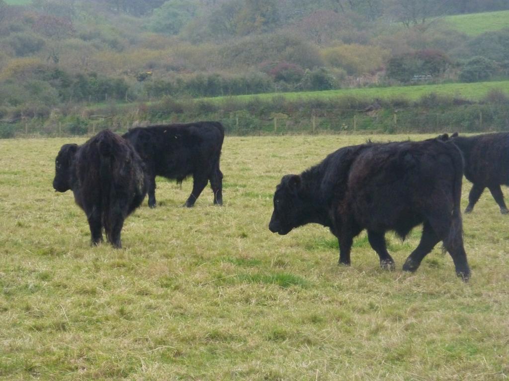 Ty Coed De Bed and Breakfast Haverfordwest Esterno foto