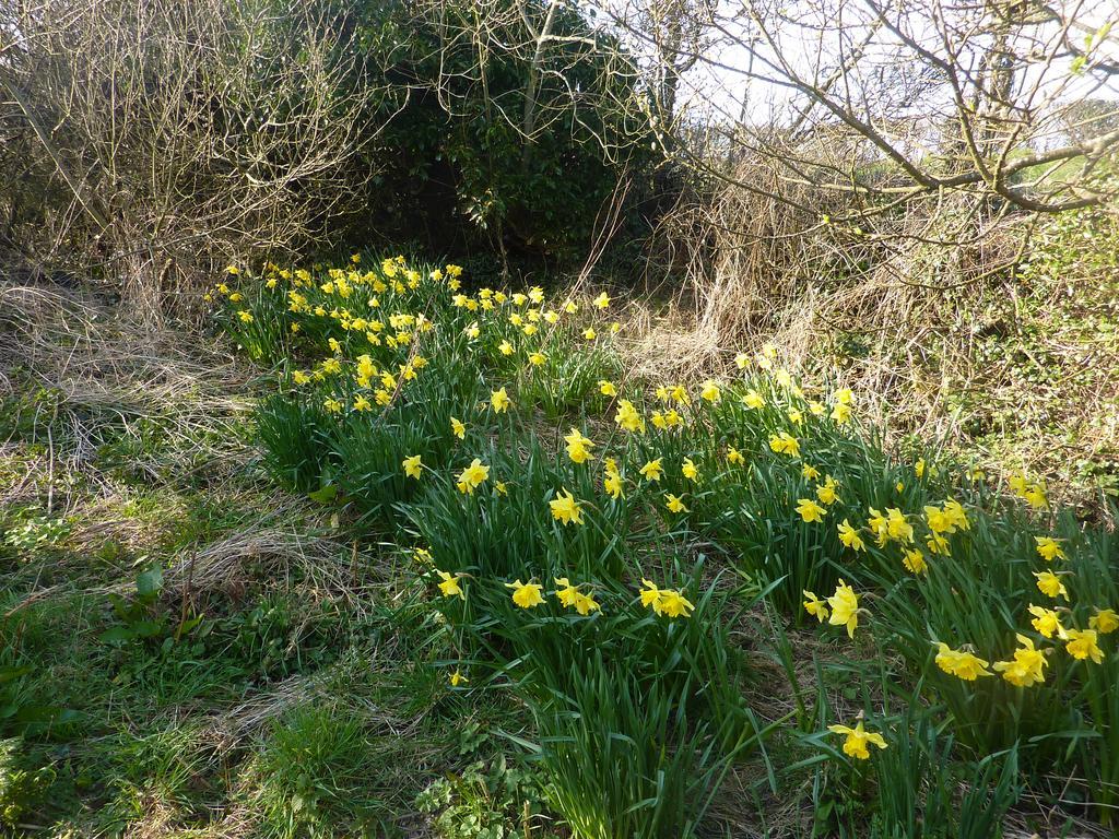 Ty Coed De Bed and Breakfast Haverfordwest Esterno foto